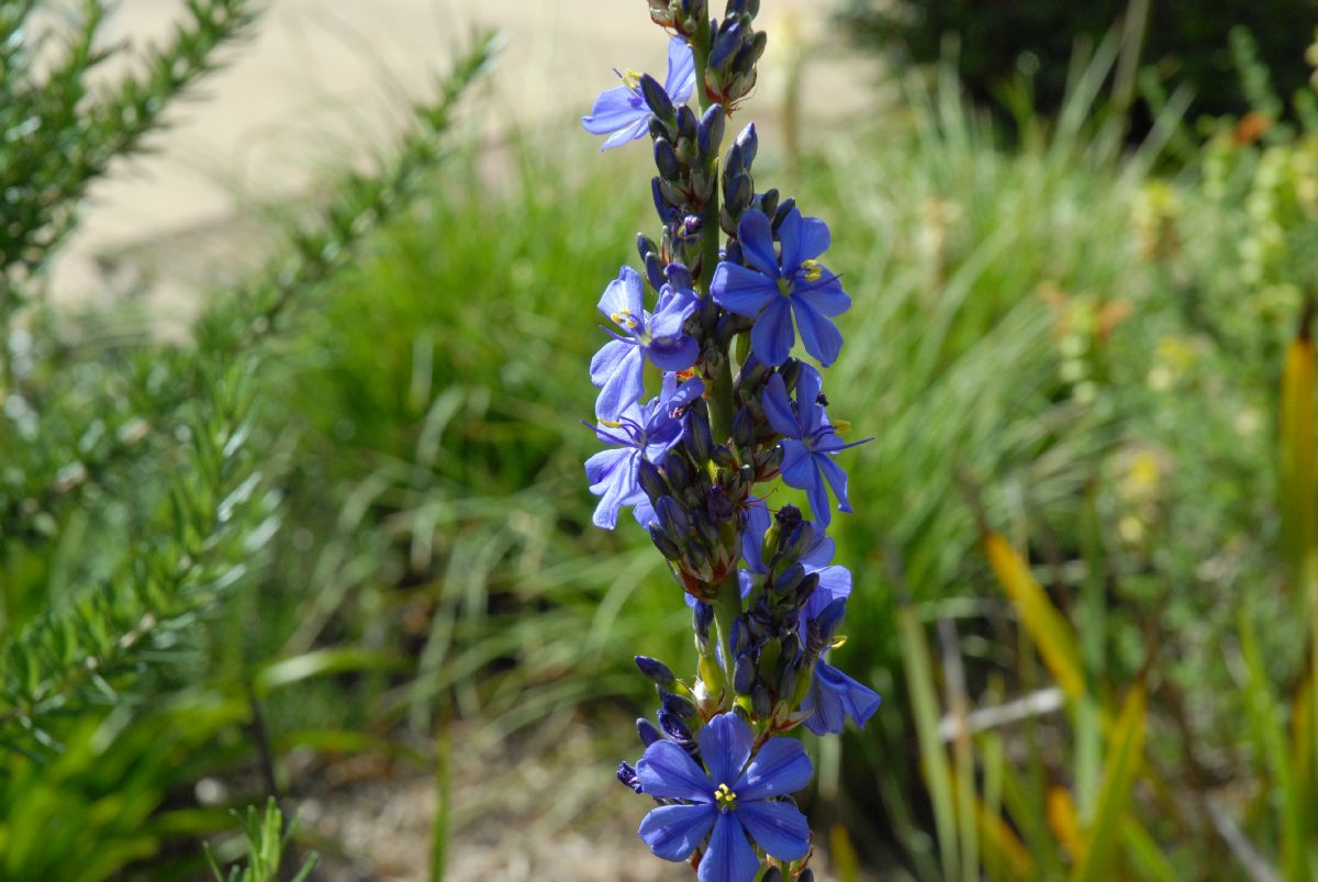 Iridaceae Aristea major