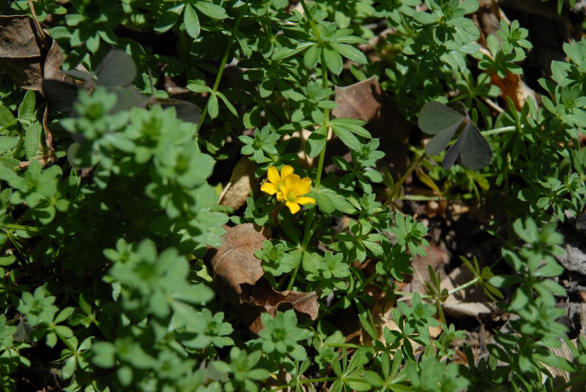 Rubiaceae Asperula tinctoria