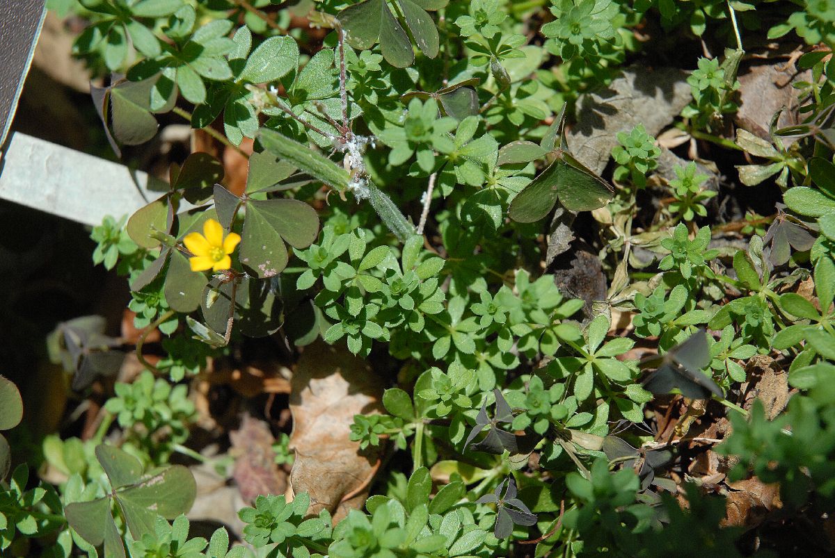 Rubiaceae Asperula tinctoria