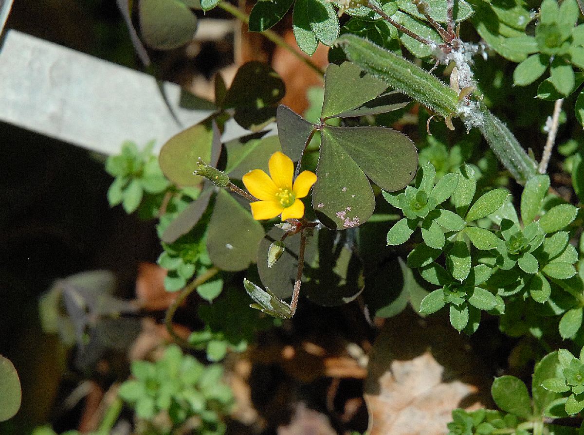 Rubiaceae Asperula tinctoria