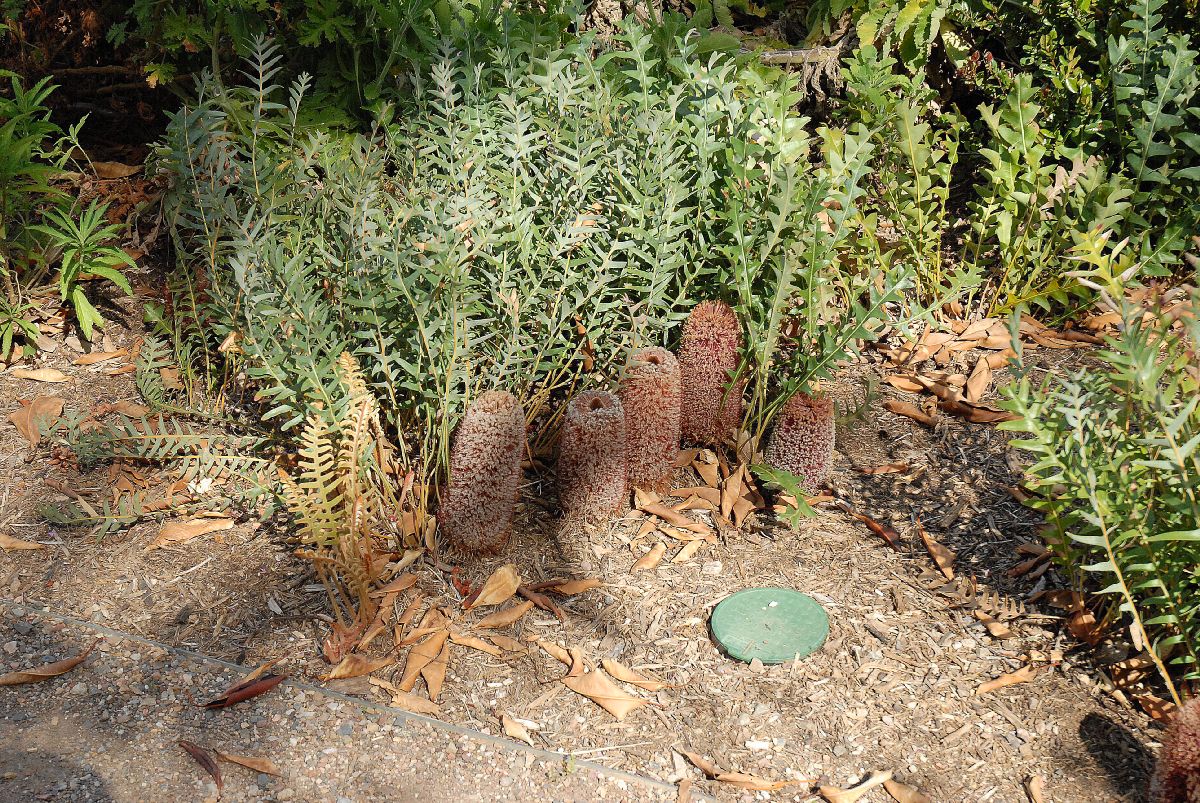 Proteaceae Banksia blechnifolia