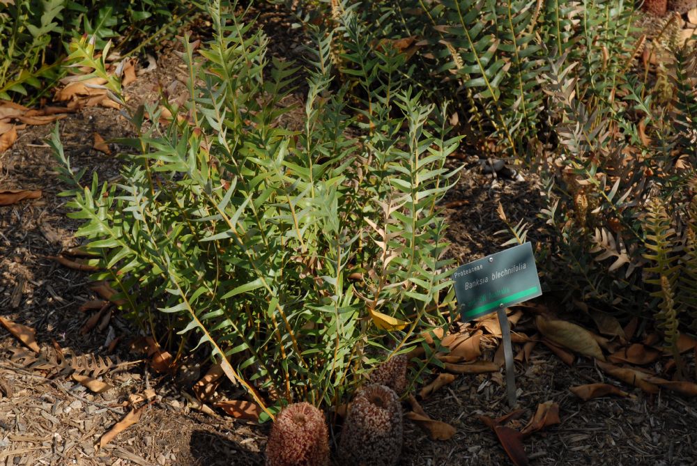 Proteaceae Banksia blechnifolia