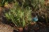 image of Banksia blechnifolia