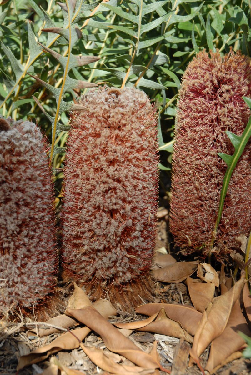 Proteaceae Banksia blechnifolia