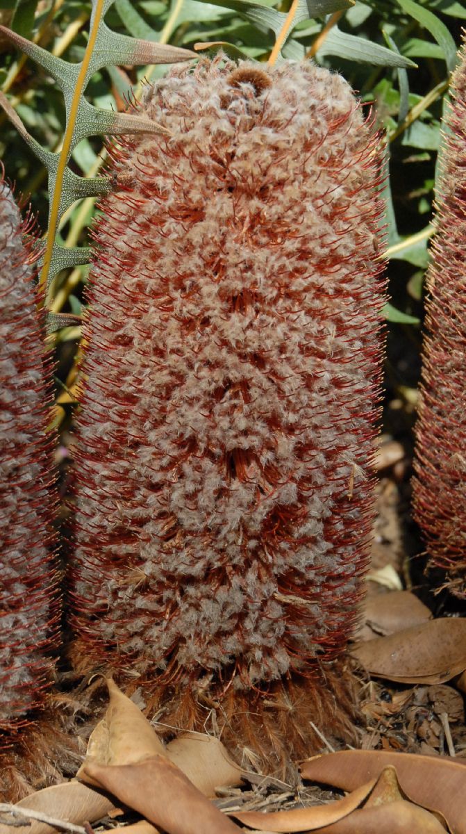 Proteaceae Banksia blechnifolia