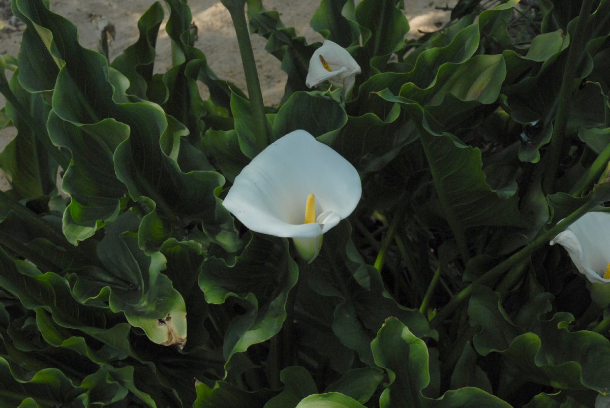 Araceae Calla palustris