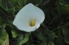 image of Calla palustris
