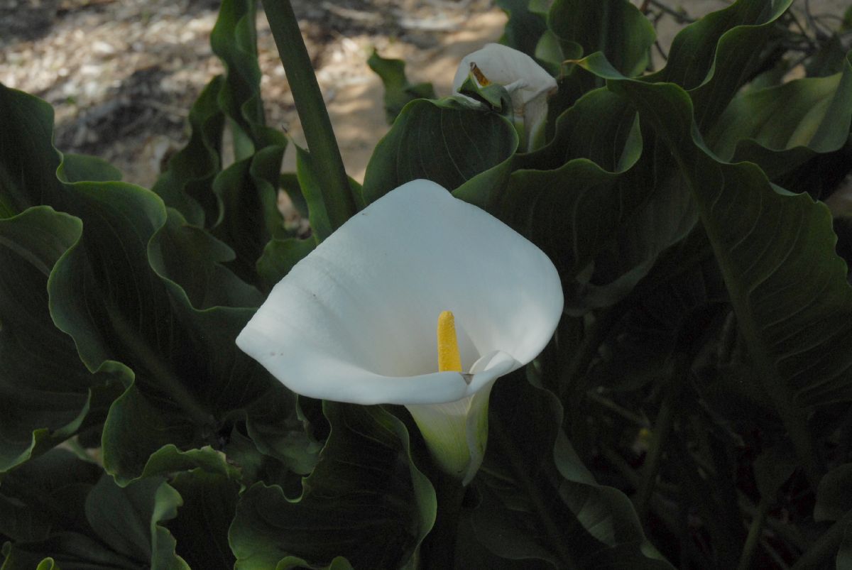 Araceae Calla palustris