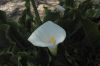 image of Calla palustris