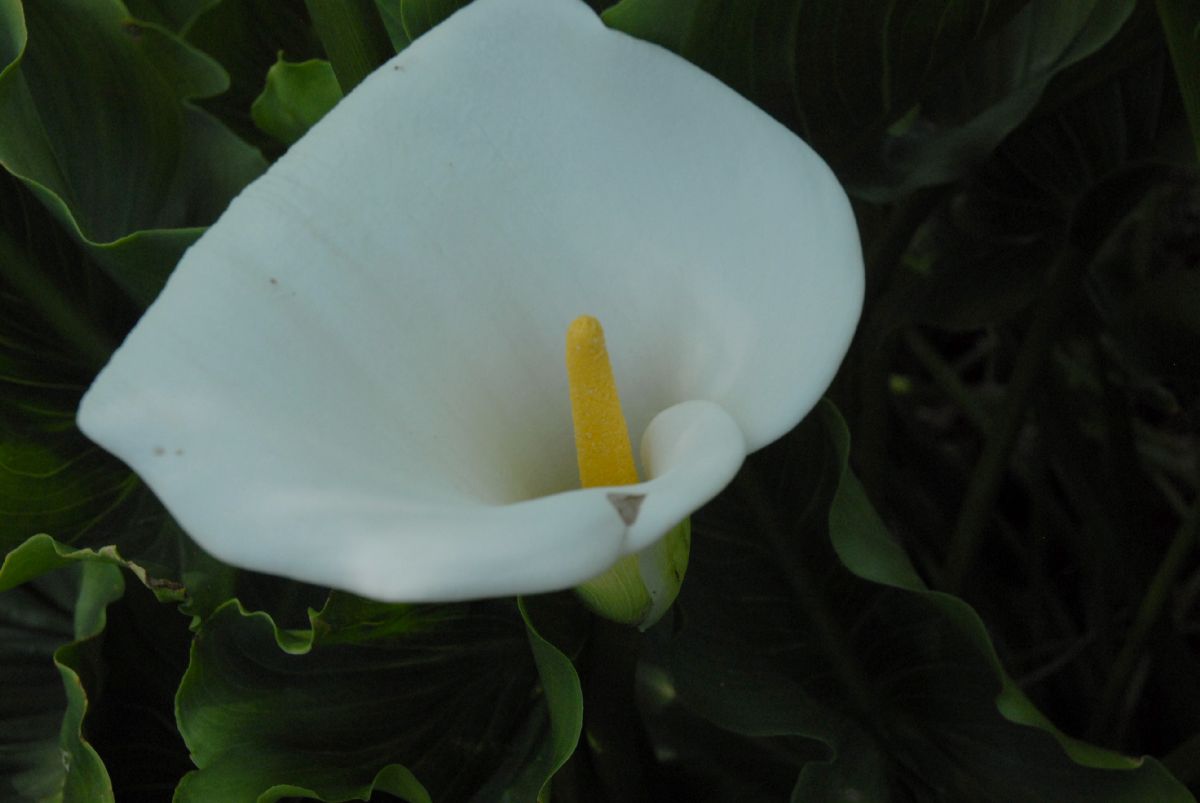 Araceae Calla palustris