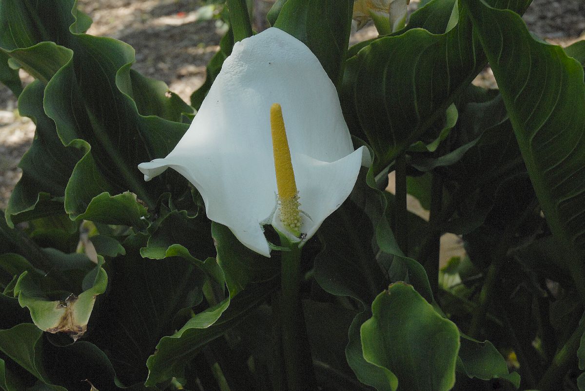 Araceae Calla palustris