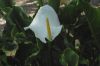 image of Calla palustris