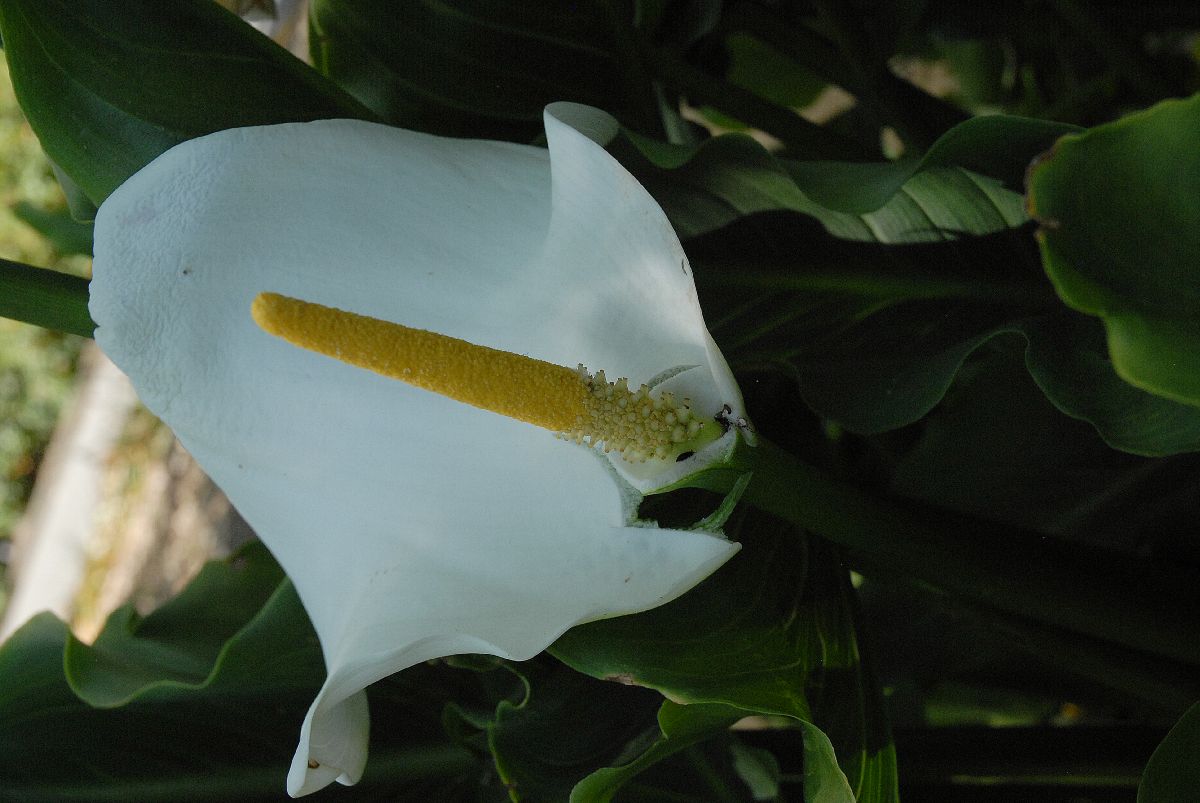 Araceae Calla palustris