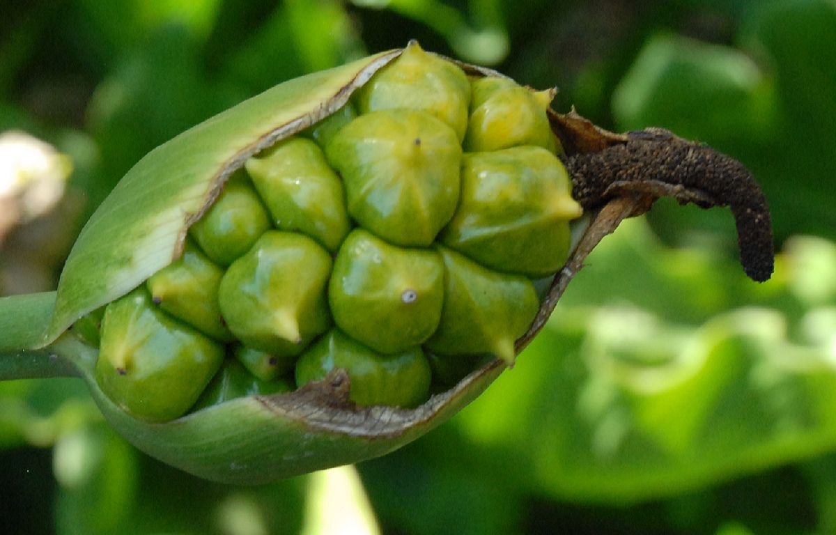 Araceae Calla palustris