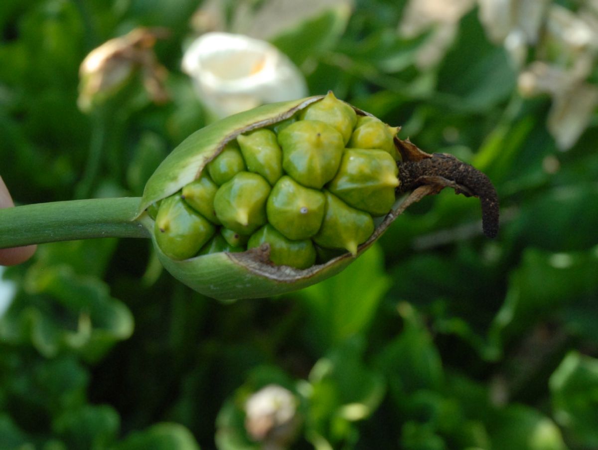 Araceae Calla palustris