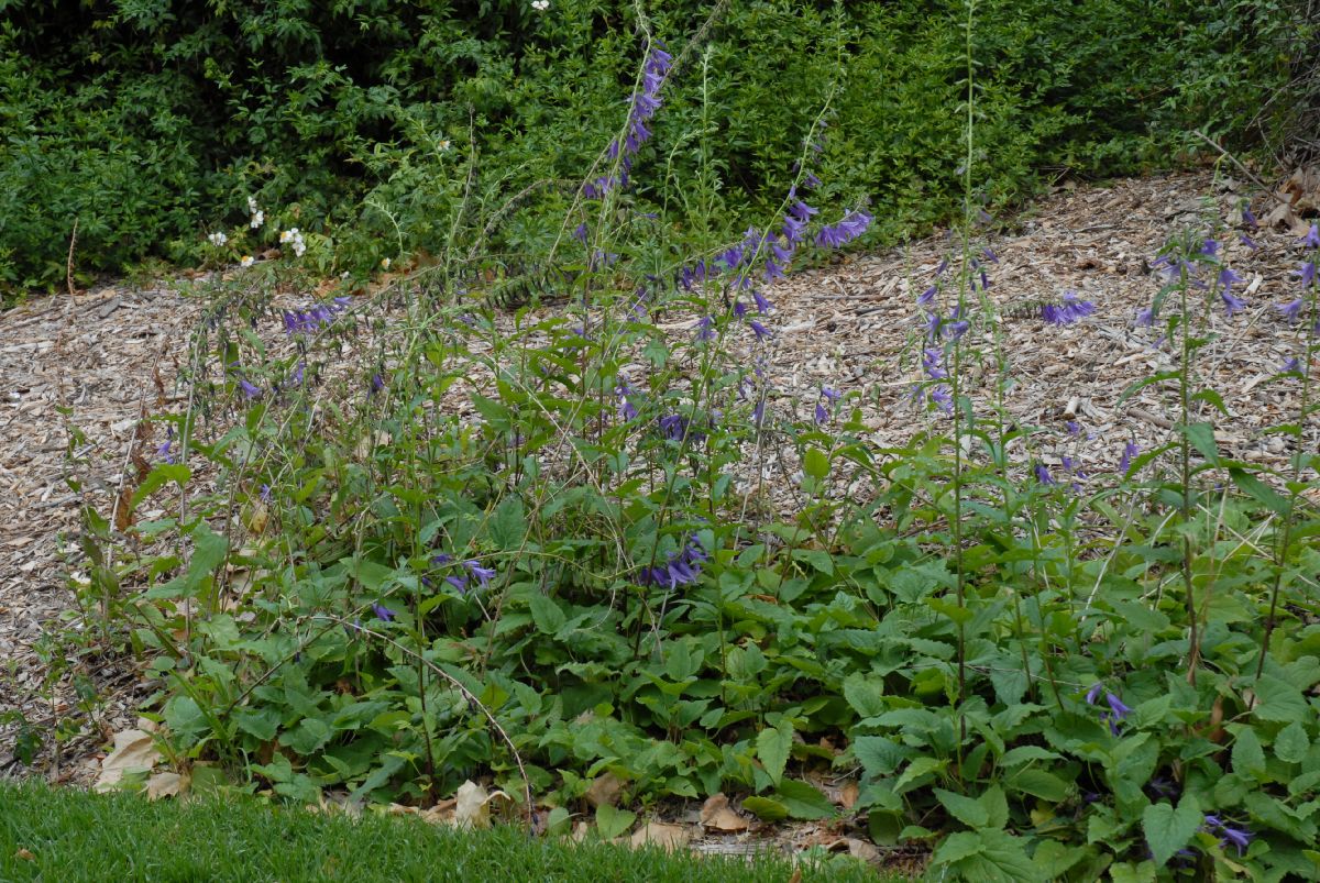 Campanulaceae Campanula rapunculoides