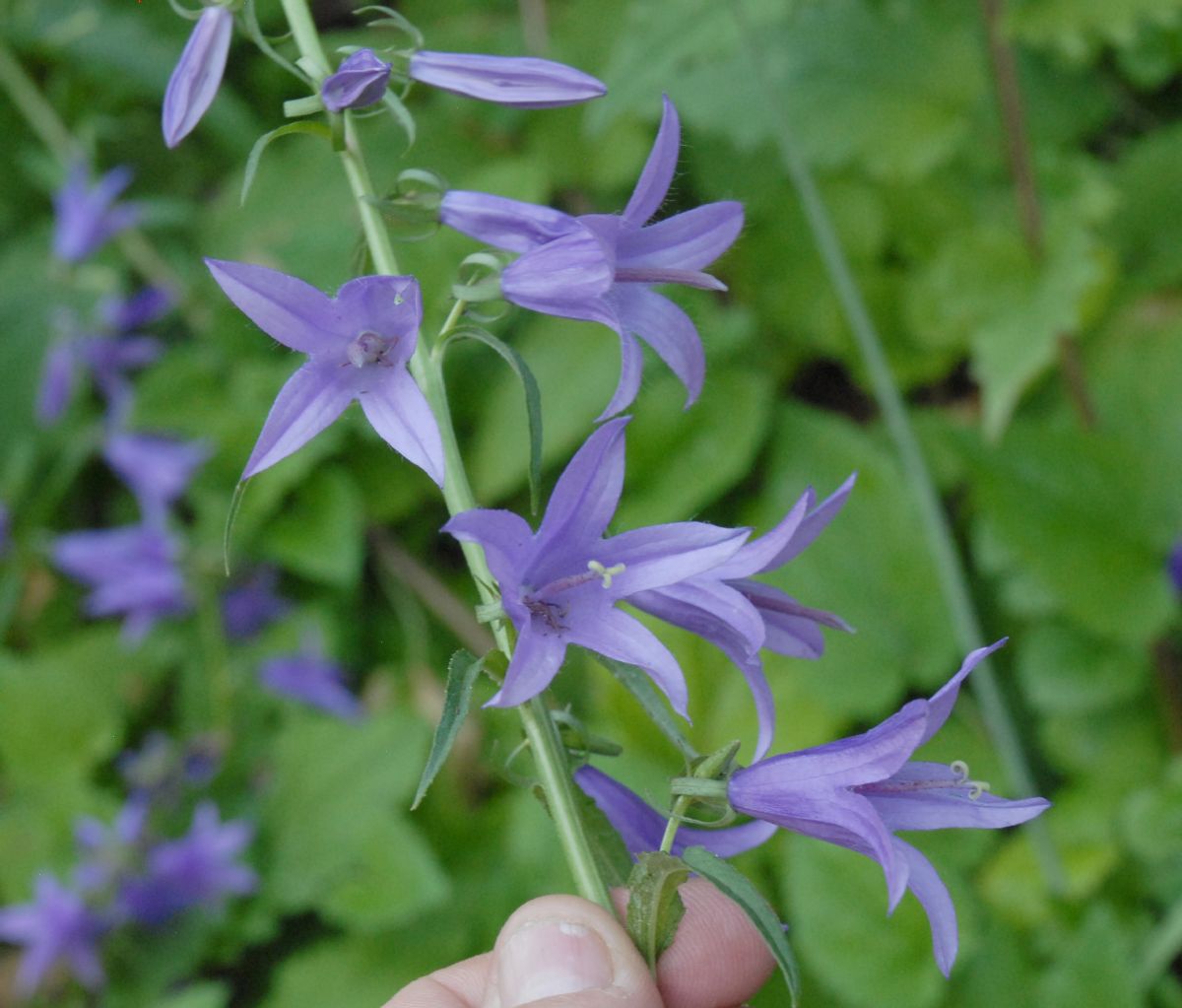 Campanulaceae Campanula rapunculoides