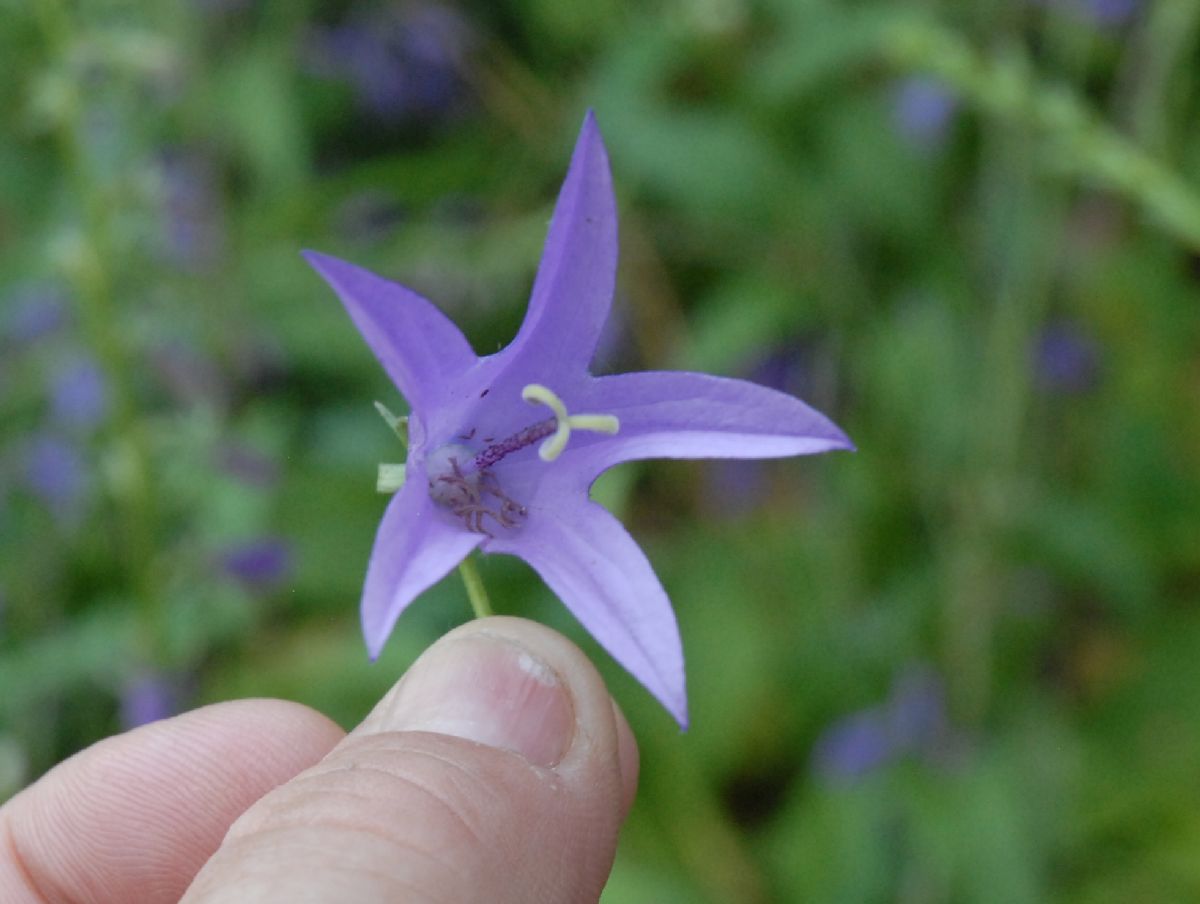 Campanulaceae Campanula rapunculoides