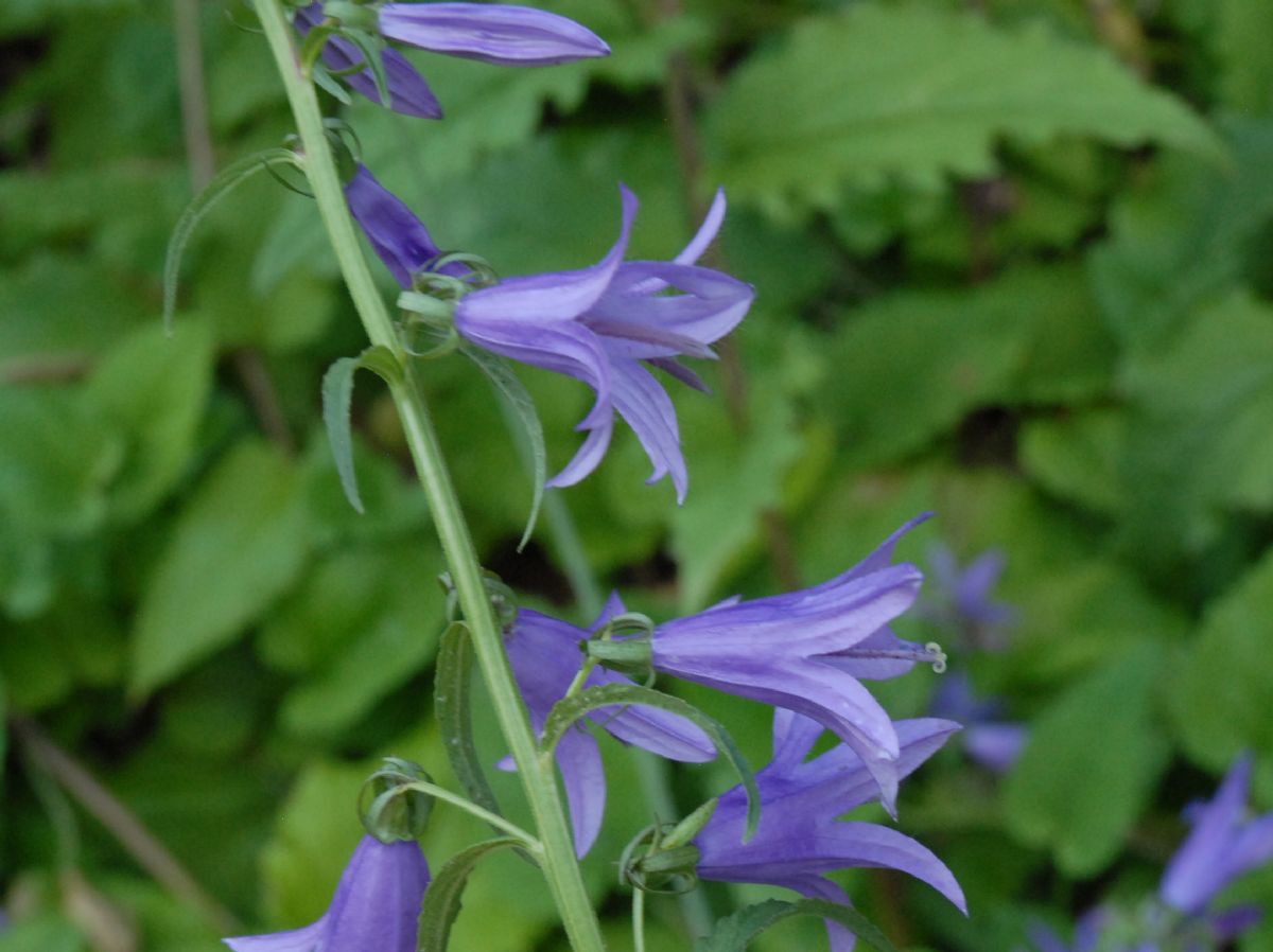 Campanulaceae Campanula rapunculoides