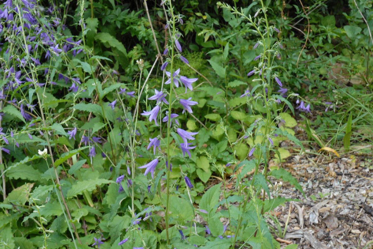 Campanulaceae Campanula rapunculoides