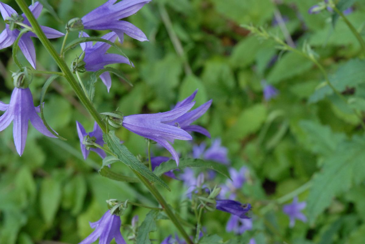 Campanulaceae Campanula rapunculoides