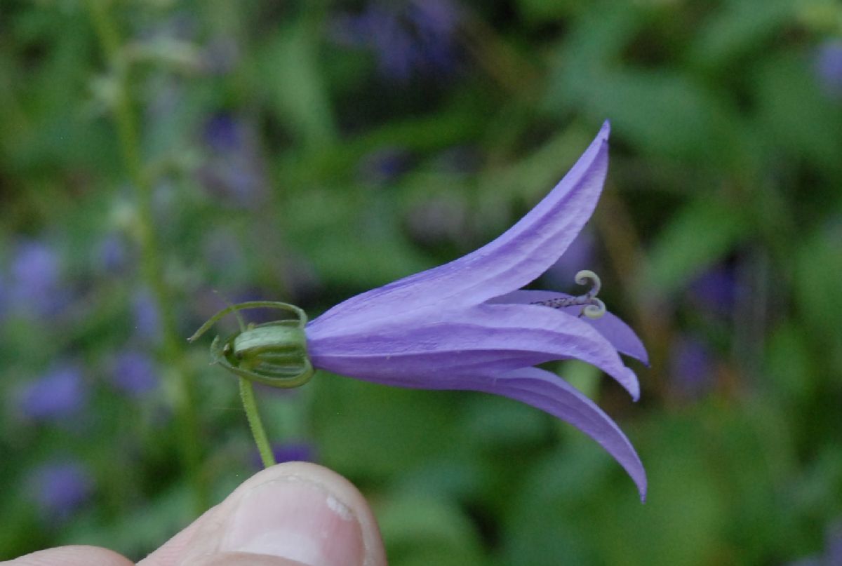 Campanulaceae Campanula rapunculoides