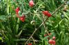 image of Chaenomeles speciosa