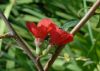 image of Chaenomeles speciosa