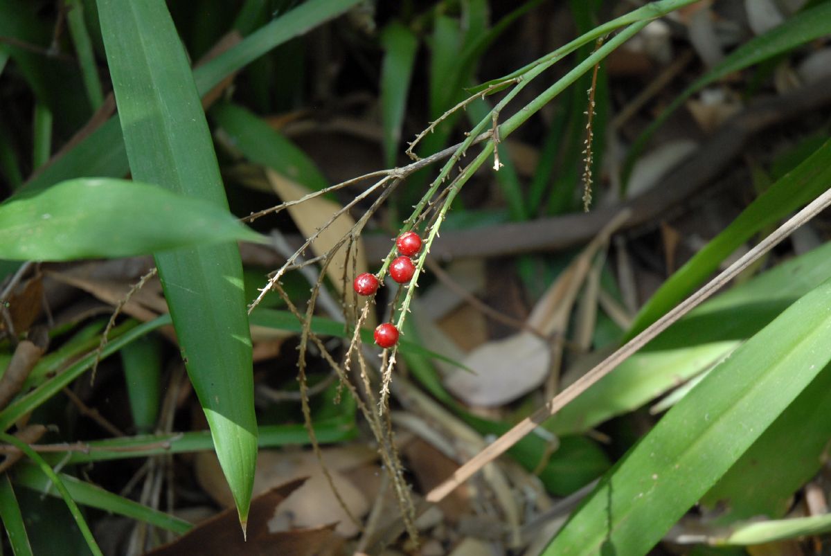 Asparagaceae Cordyline stricta