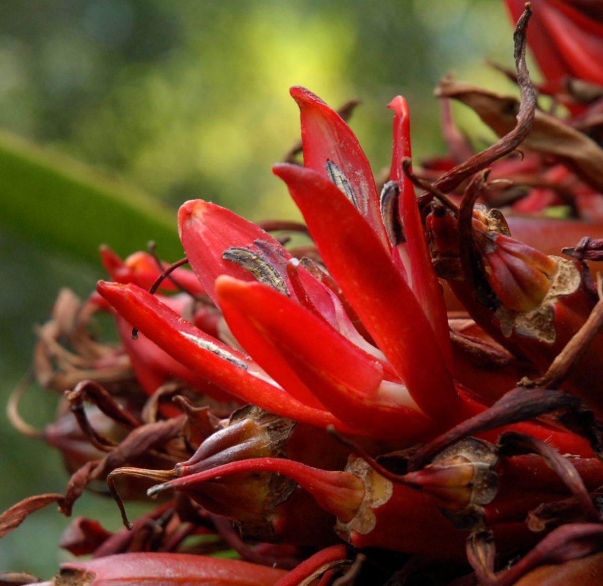 Doryanthaceae Doryanthes palmeri