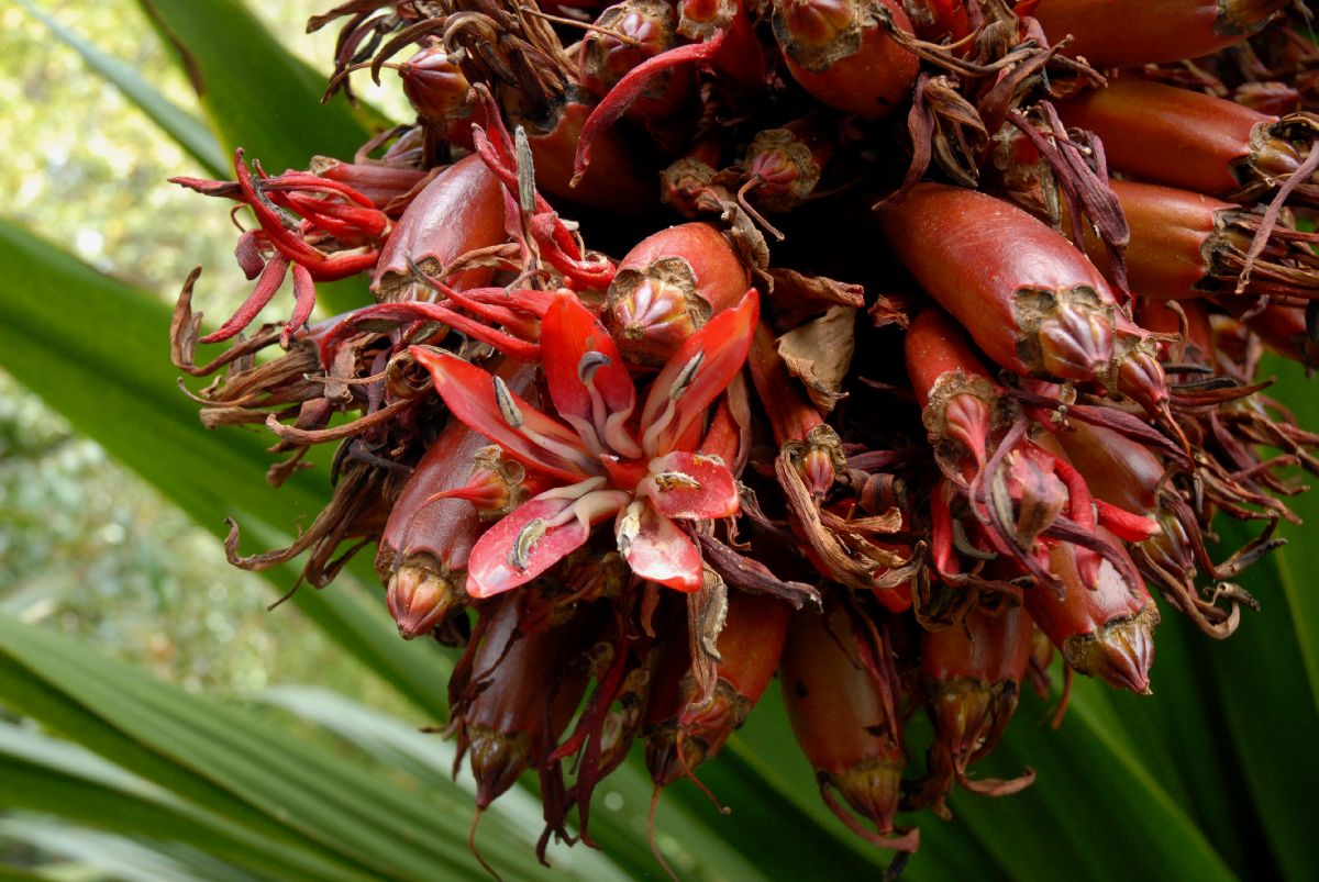 Doryanthaceae Doryanthes palmeri