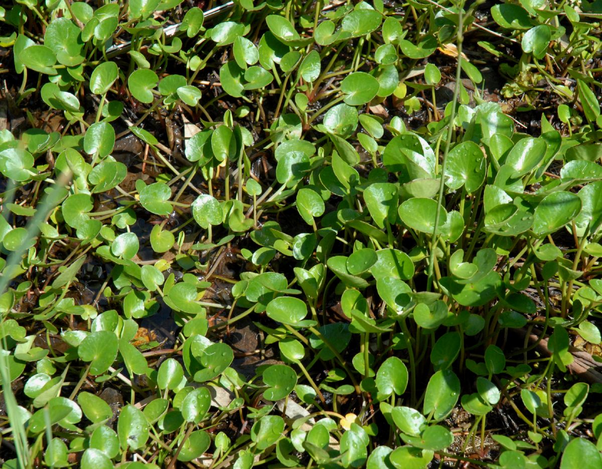Alismataceae Hydrocleys nymphoides