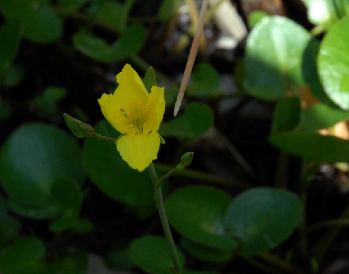 Alismataceae Hydrocleys nymphoides