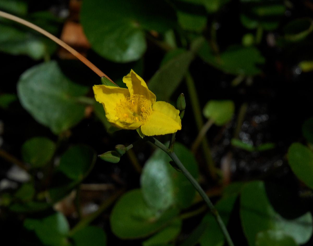 Alismataceae Hydrocleys nymphoides