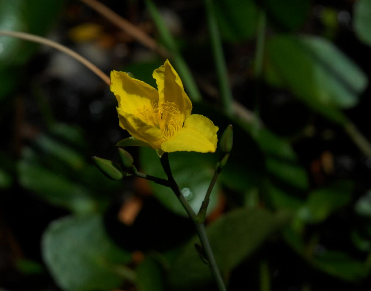 Alismataceae Hydrocleys nymphoides
