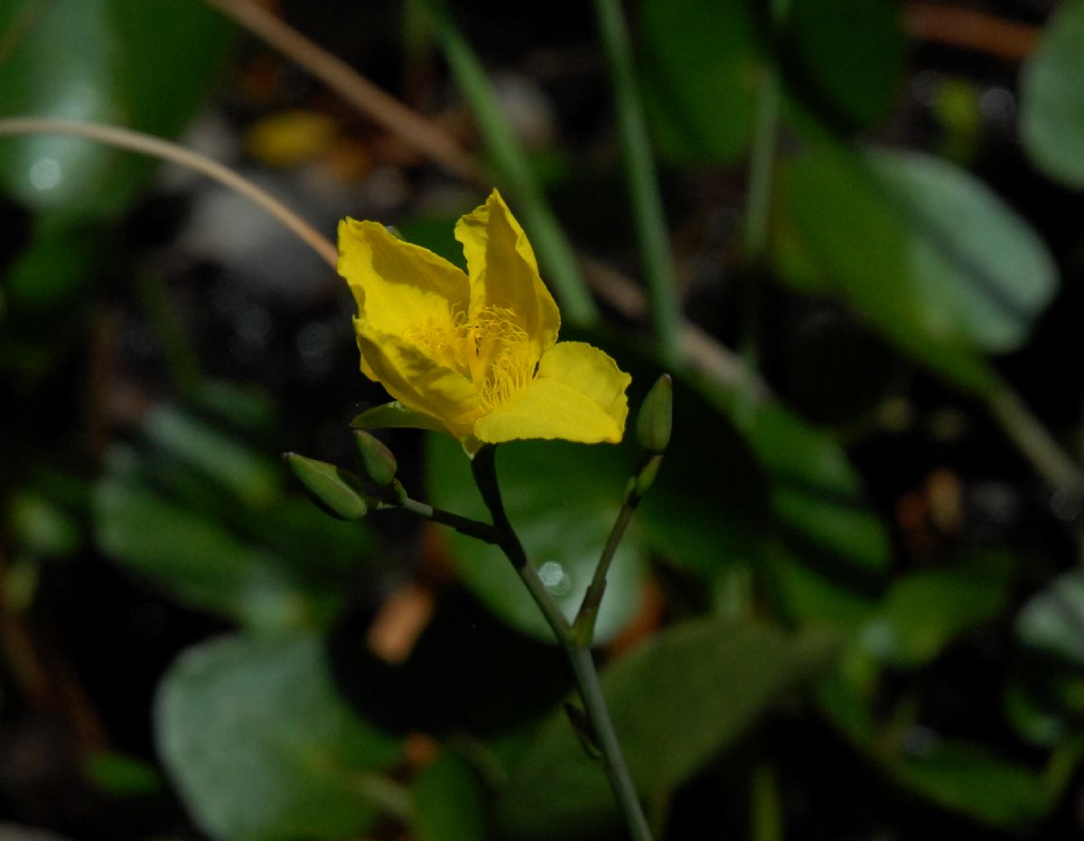 Alismataceae Hydrocleys nymphoides