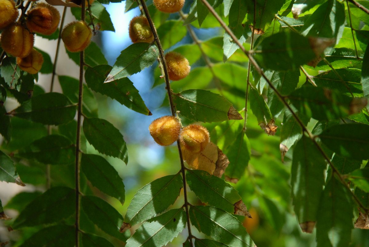 Sapindaceae Jagera pseudorhus