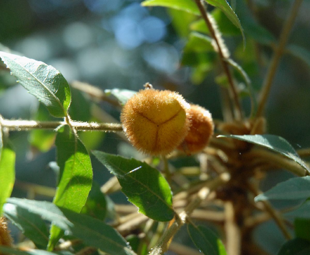 Sapindaceae Jagera pseudorhus