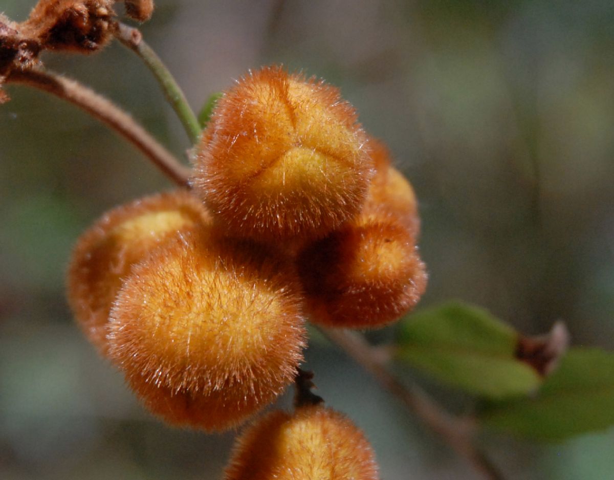 Sapindaceae Jagera pseudorhus