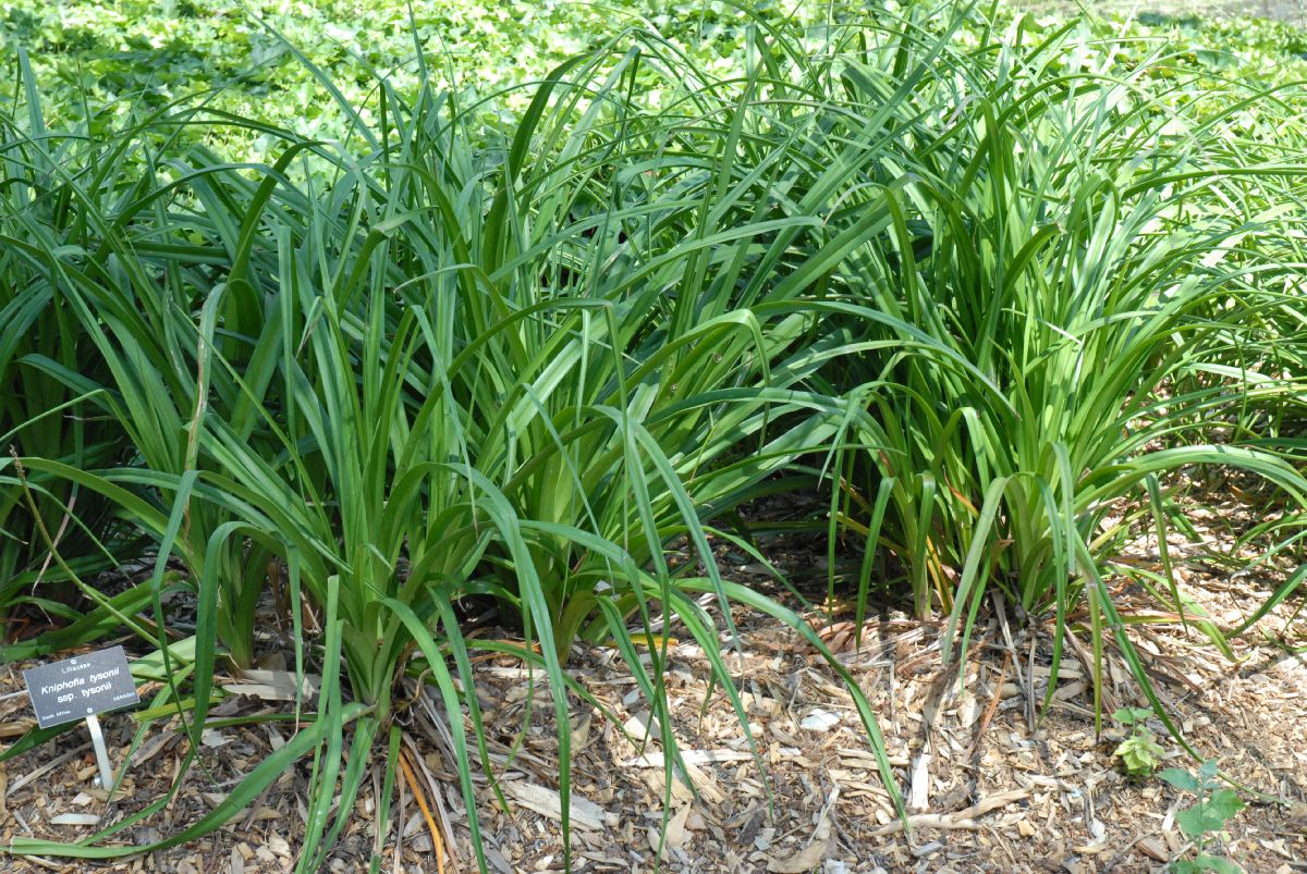 Asphodelaceae Kniphofia tysonii