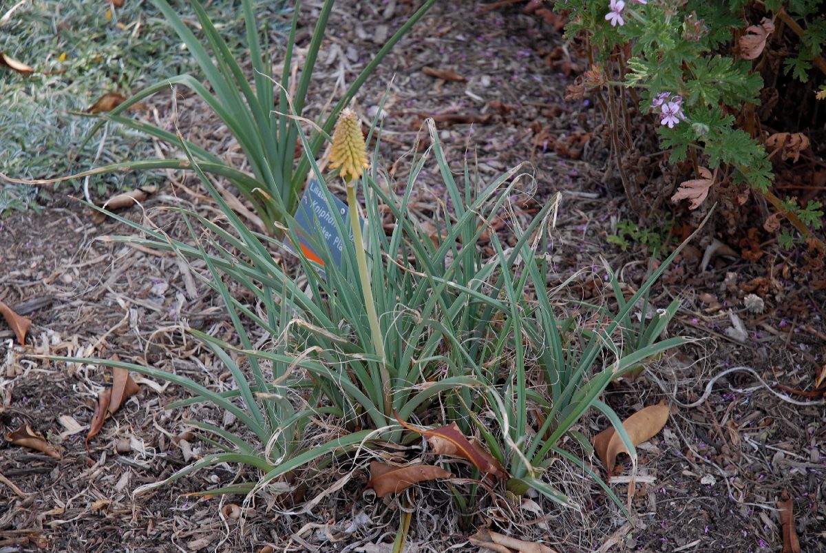 Asphodelaceae Kniphofia uvaria