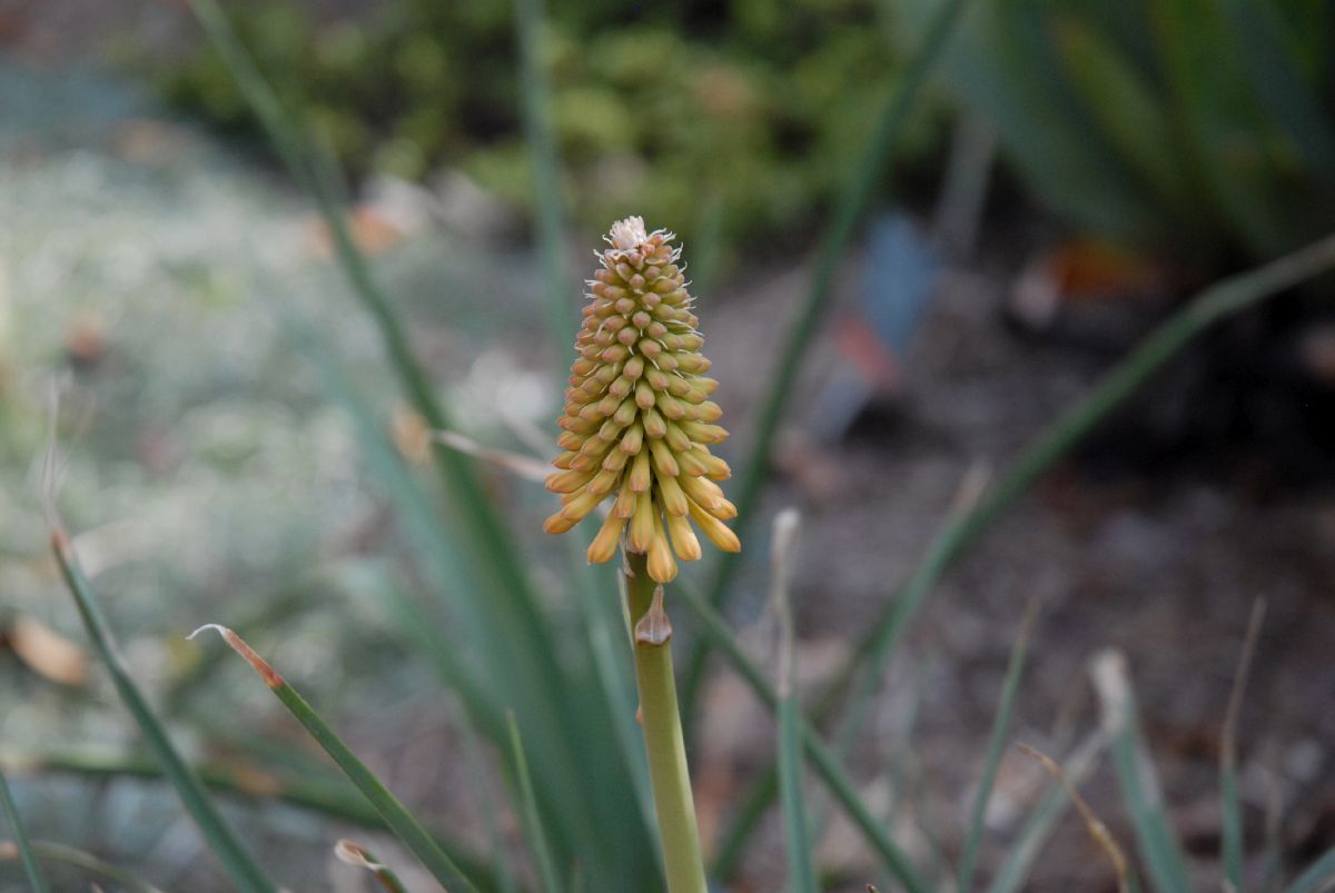 Asphodelaceae Kniphofia uvaria