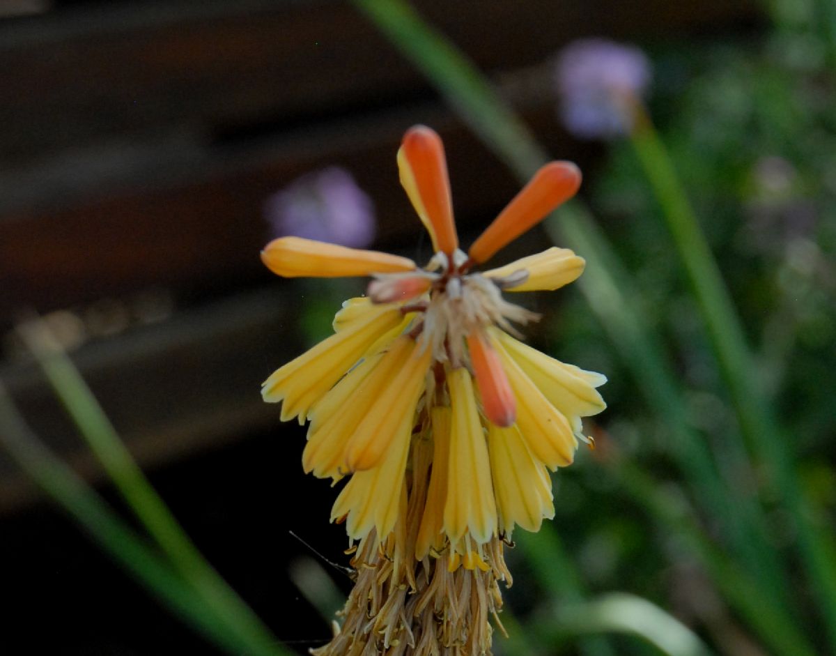 Asphodelaceae Kniphofia uvaria