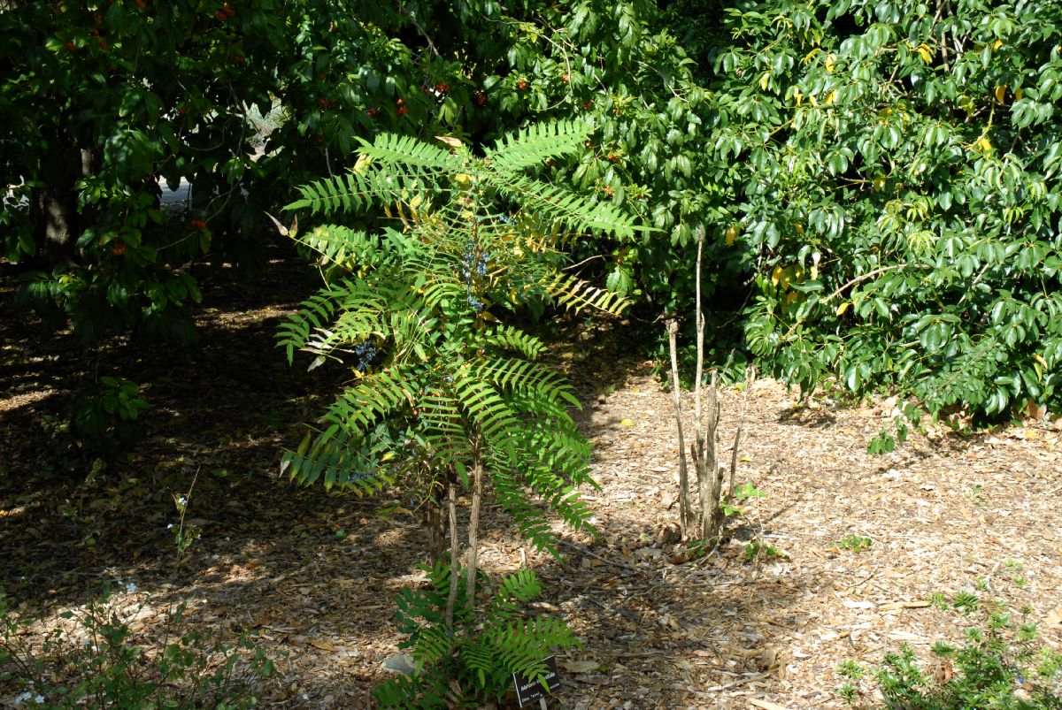 Berberidaceae Mahonia lomarifolia