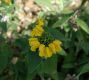 image of Phlomis cashmeriana