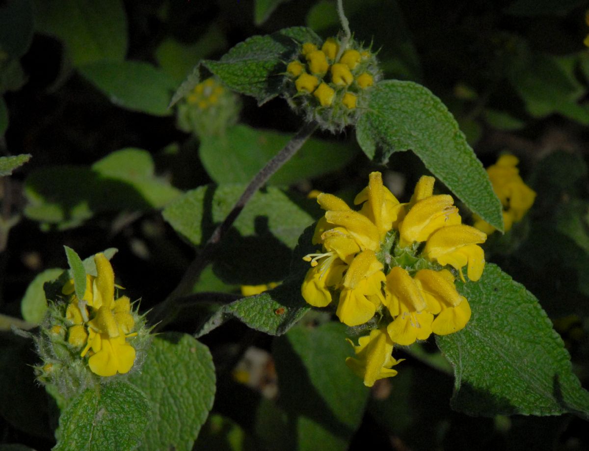 Lamiaceae Phlomis cashmeriana