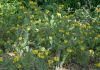 image of Phlomis cashmeriana