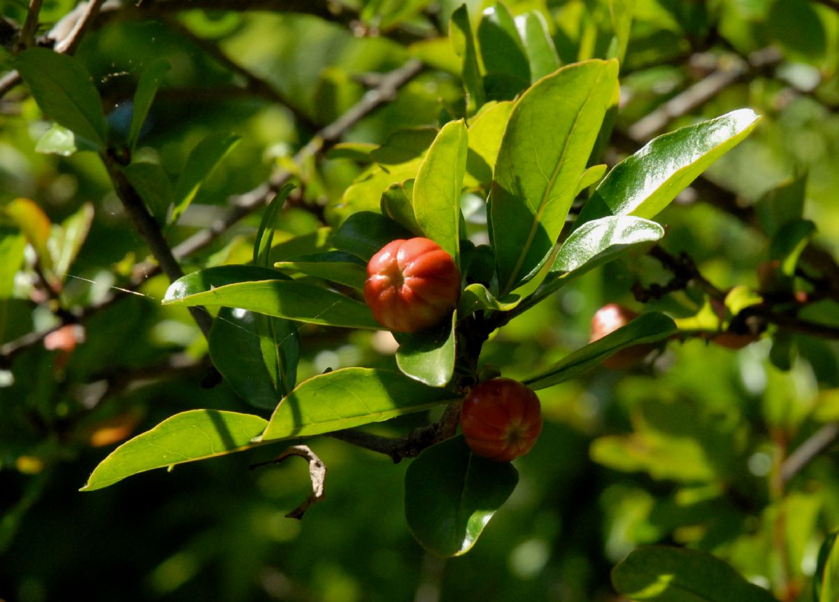 Lythraceae Punica granatum