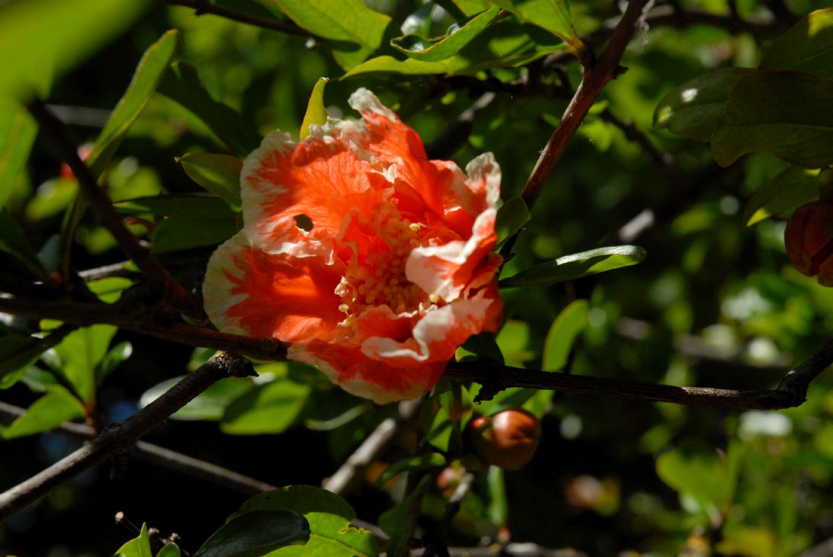 Lythraceae Punica granatum