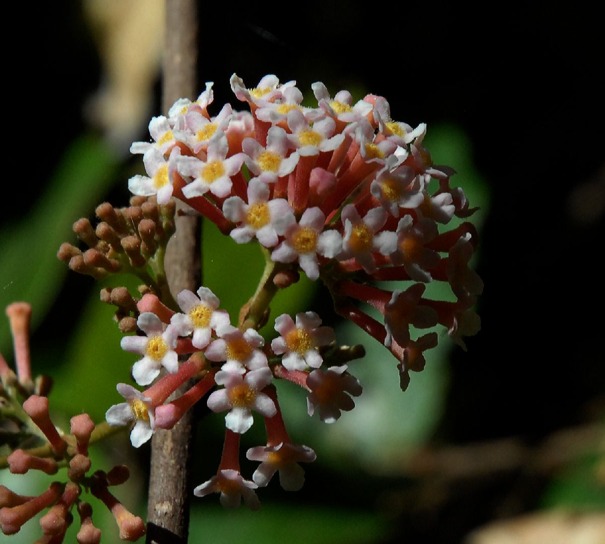 Rubiaceae Rondeletia amoena